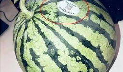 林州网红吃瓜,揭秘背后真相与网络舆论风暴